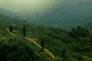 Darjeeling Half-Day Adventure Tour